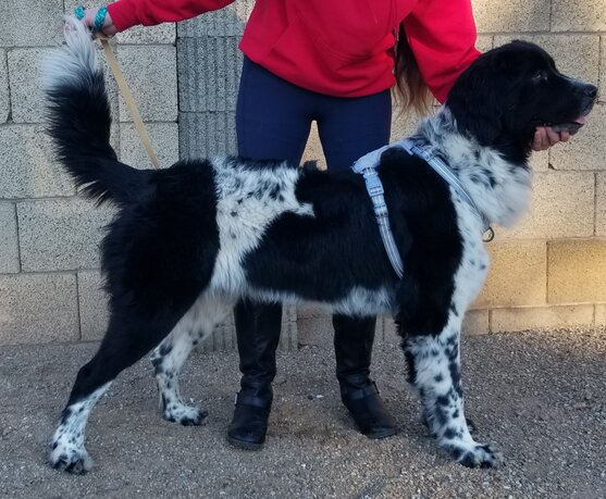 Image of a Landseer Newfoundland